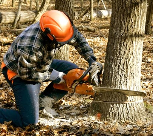 Tree Removal in Ponsford, MN